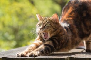 cat, tired, yawn-814952.jpg