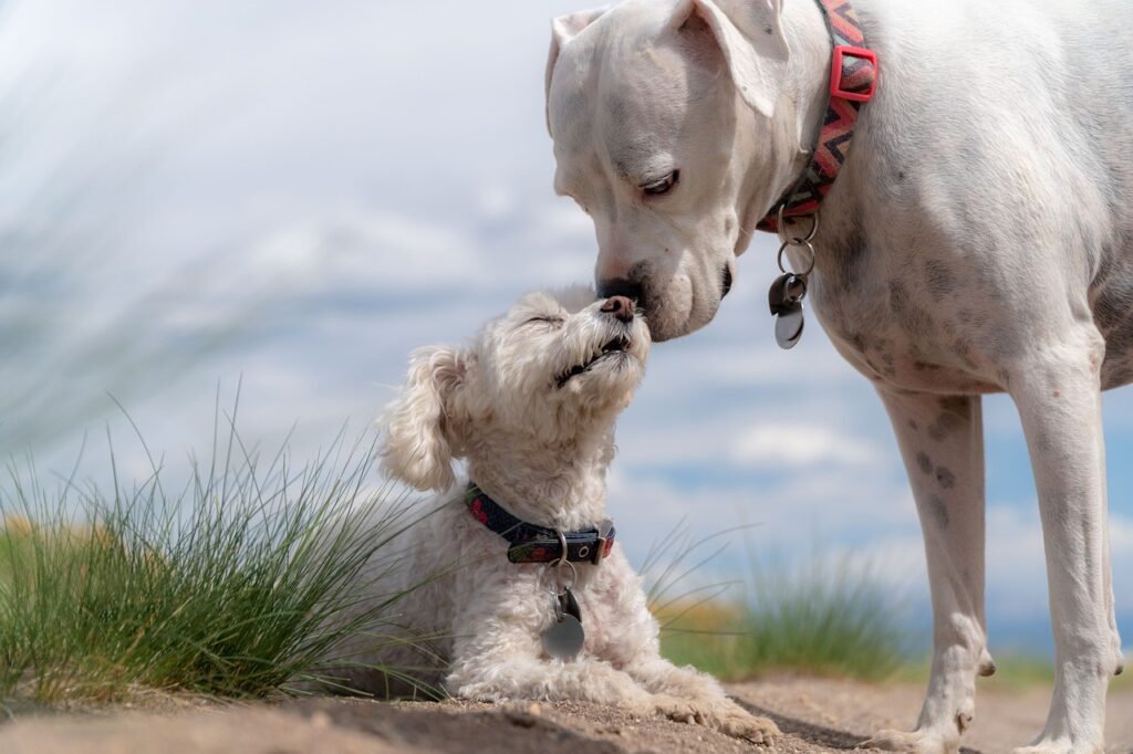 Accesorios para perros