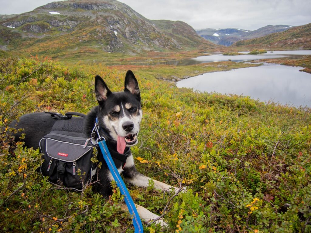 consejos para elegir una mochila para tu perro