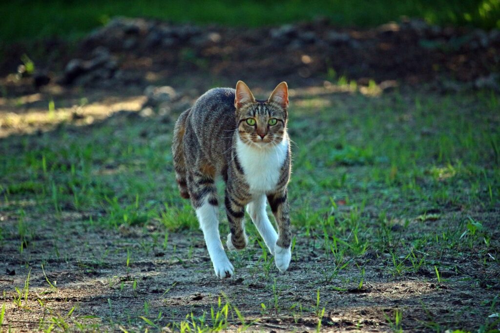 Por Qué tu Gato Necesita un Rascador