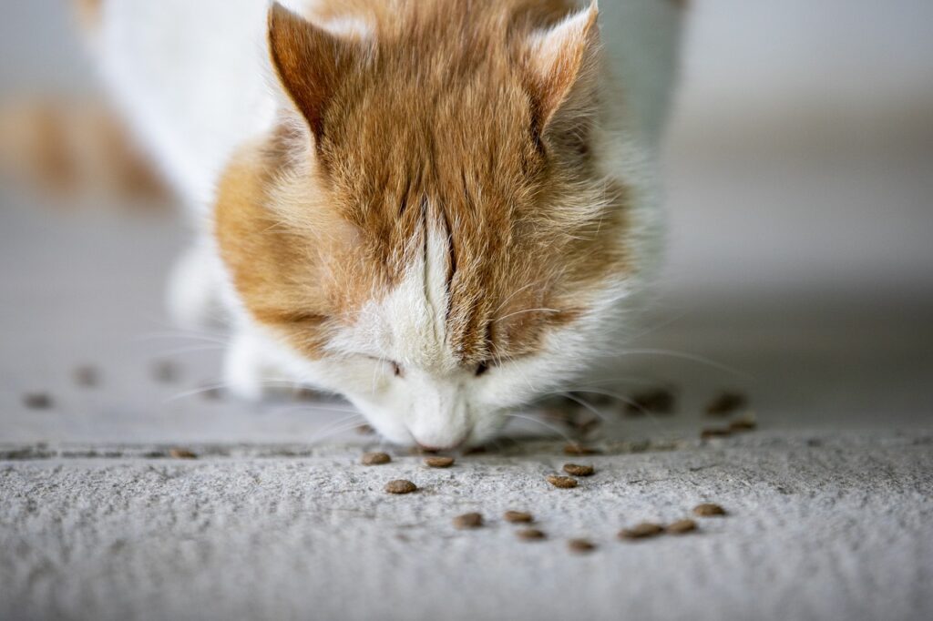 productos de Purina para gatos
