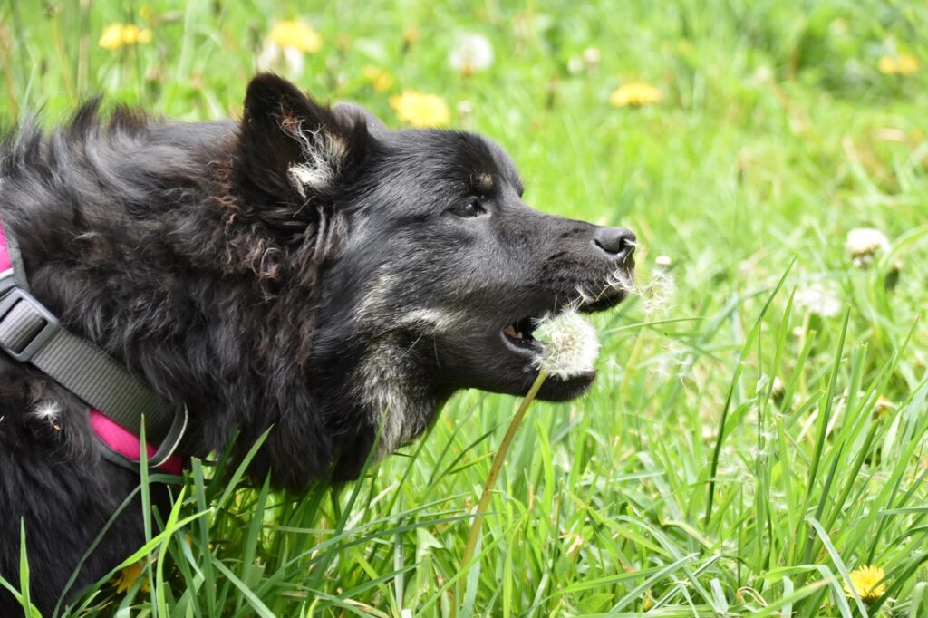 Comida Wellness Core para perro